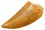 Serrated Raptor Tooth - Real Dinosaur Tooth #364868-1